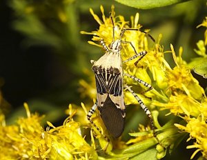 Spot-sided Coreid Bug