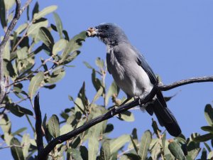 Mexican Jay, Arizona