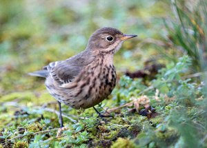 Am Buff Bellied Pipit