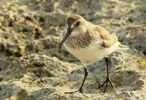 Dunlin