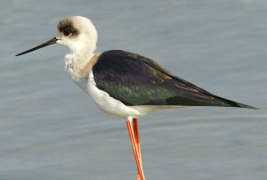 Black Winged Stilt