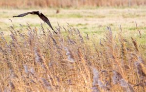 Marsh Harrier