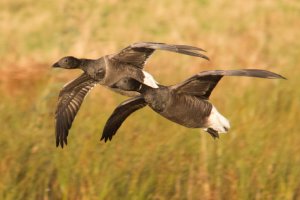 Brent Geese