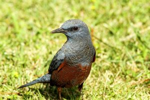 Blue Rock Thrush