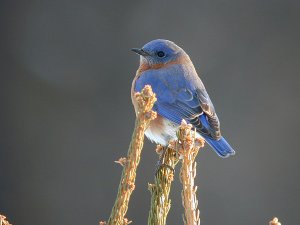 BlueBird_123002_0037Web