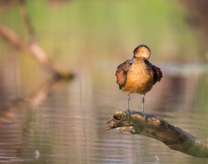 Whistling Duck