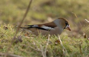 Hawfinch on the Chase Staffordshire