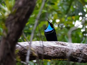 Magnificent Riflebird DB