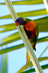 Rainbow Lorikeet