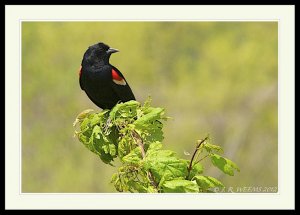 RED WING BLACKBIRD