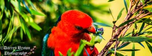 king parrot and tomato