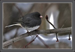 DARK-EYED JUNCO