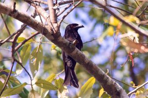 Spangled Drongo