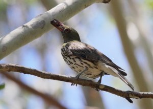 Olive -backed Oriole