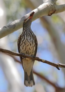 Olive-backed Oriole