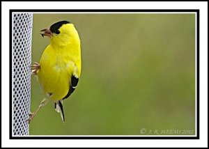 AMERICAN GOLDFINCH