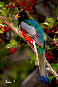 Elegant Trogon Postcard