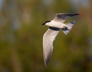 Gull-billed Tern