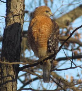 Red Shouldered Hawk, profile