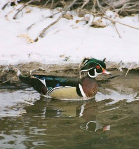 Pretty Duck 2