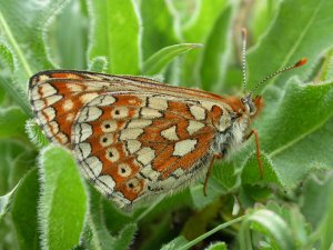 Marsh Fritillary