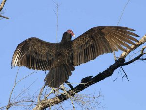 Turkey Vulture, Sunning