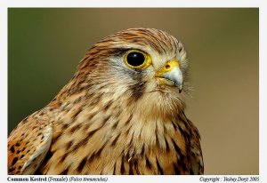 Birds of BHUTAN