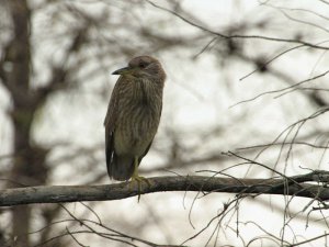 Black-crowned Night-Heron, Juvenile