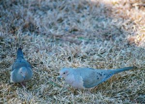 Blue Morning Doves