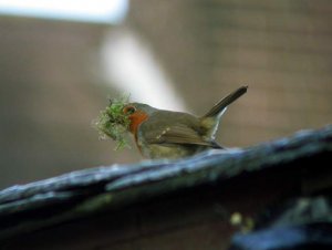 Robin with nesting material.