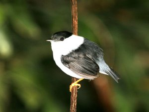 White-bearded Manakin