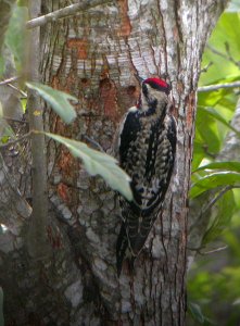 Yellow-Bellied Sapsucker