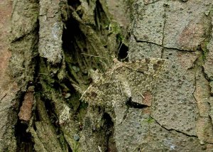 Twenty-plume moth