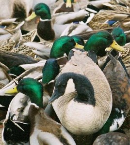 Mallards and a Canadian