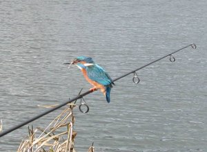 Kingfisher and Fish