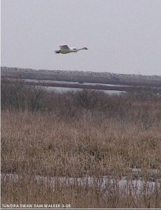 Tundra swan over marsh