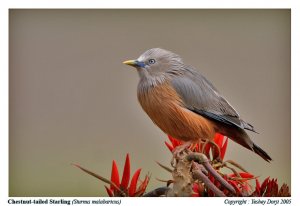 Chestnut-tailed Starling