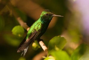 blue tailed emerald hummingbird
