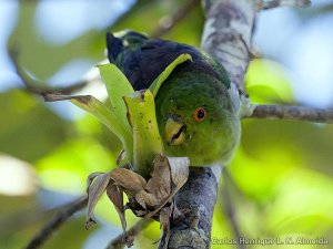 Brown-backed Parrotlet