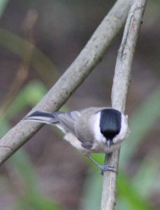 Marsh Tit