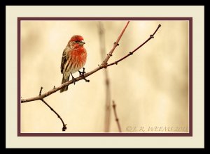 MALE HOUSE  FINCH