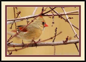 NORTHERN CARDINAL ~ FEMALE