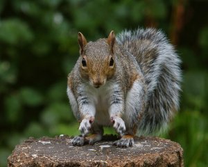 Squirrel thumbs up :)