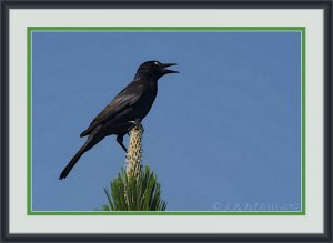 GRACKLE