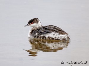 Horned Grebe