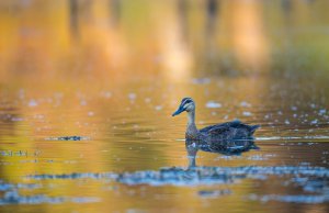 Pacific Black Duck