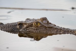 Saltwater Crocodile