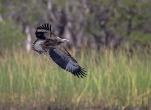 White-bellied Sea Eagle