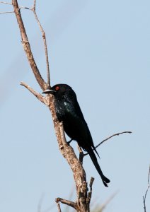 Spangled Drongo