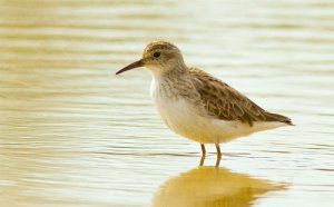 Stint ( not sure which? )